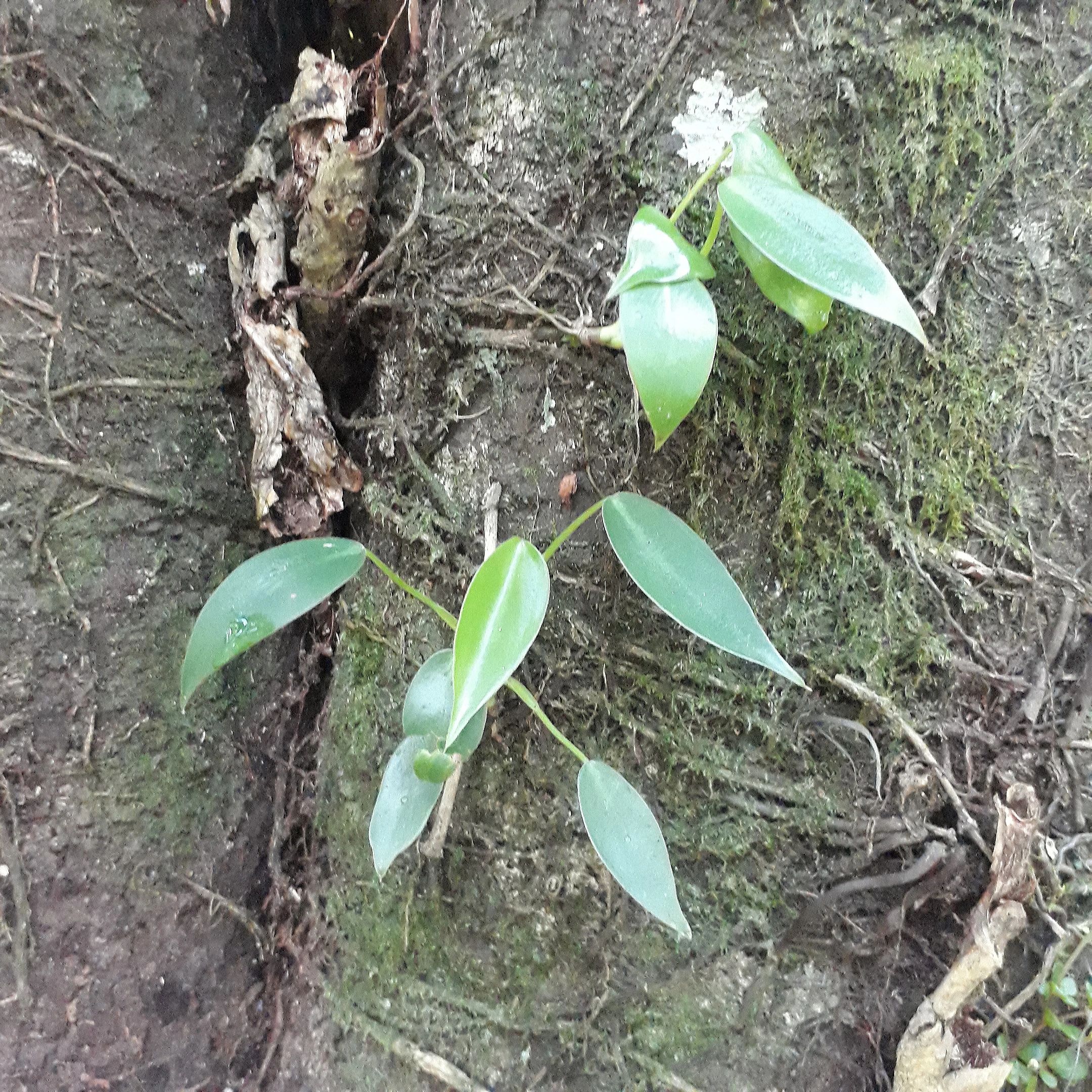 Green plant growth representing environmental renewal