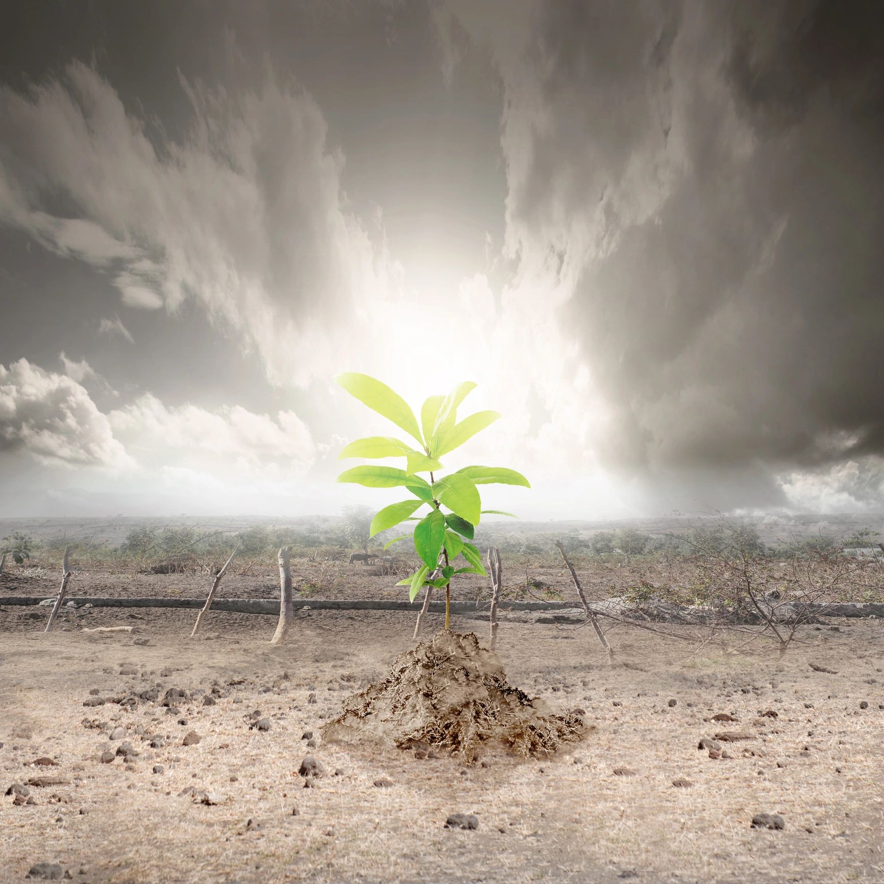 Seedling growing from cracked earth — resilience and hope