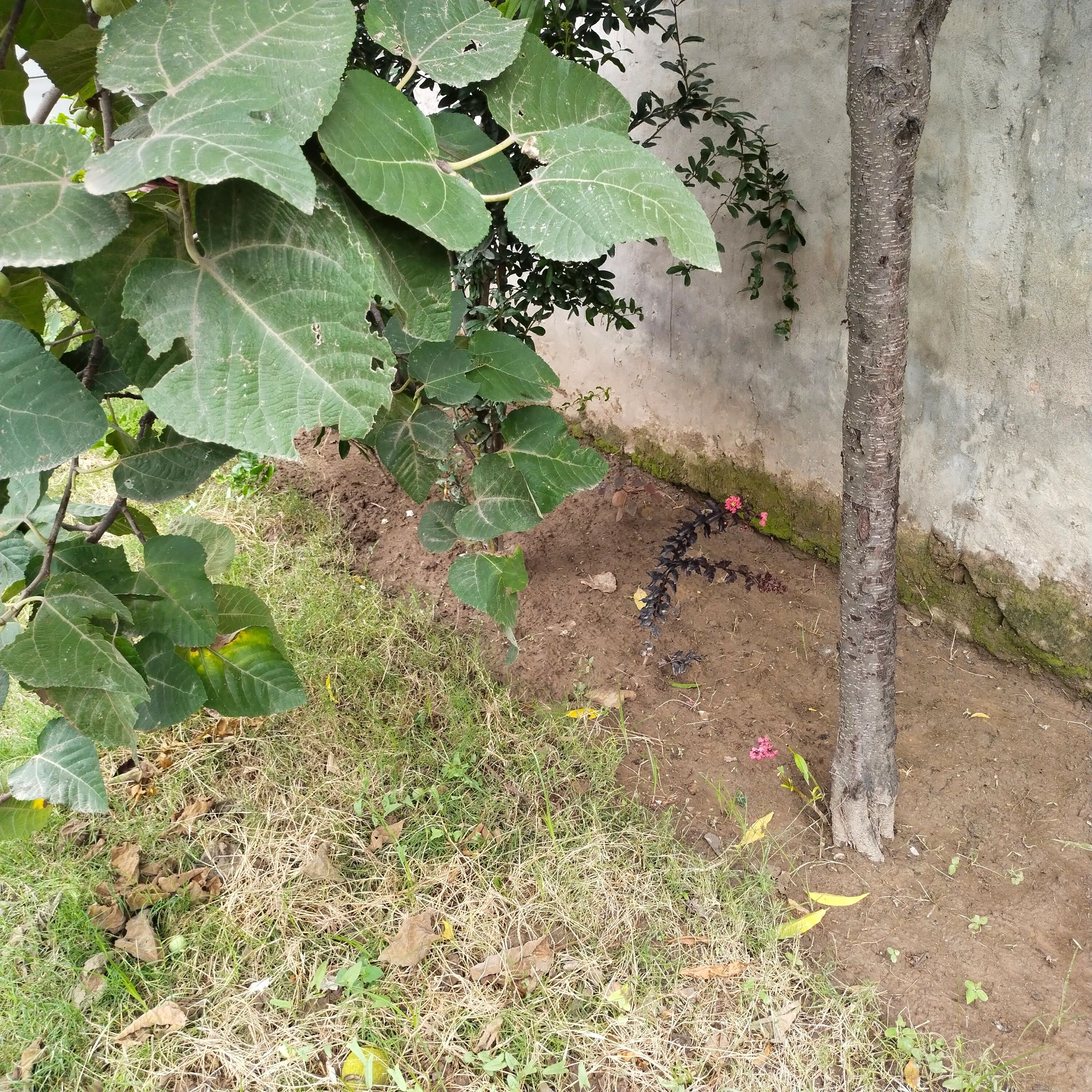 Overgrown garden with nature reclaiming space